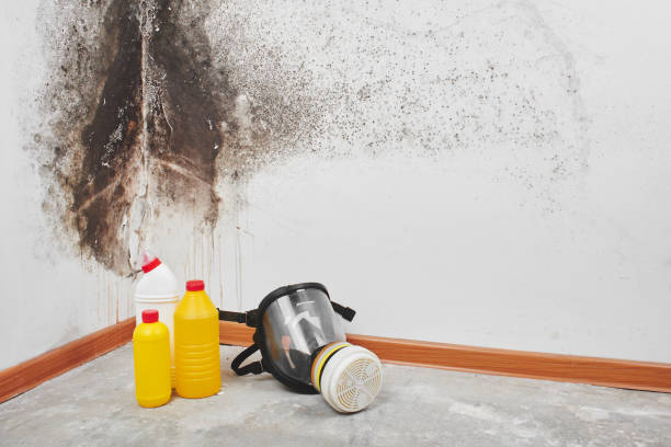 Best Mold Cleaning Services  in Combe, LA