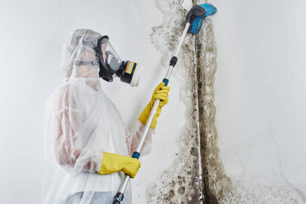 Best Professional Mold Removal  in Combe, LA