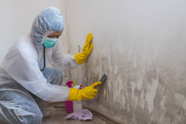 Best Mold Remediation  in Combe, LA