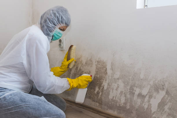 Best Commercial Mold Removal  in Combe, LA