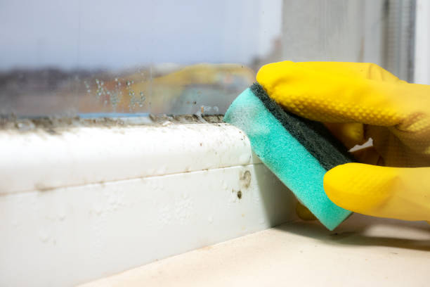 Best Attic Mold Removal  in Combe, LA