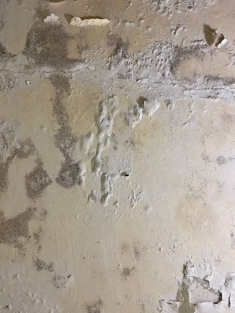 Best Mold Removal and Inspection  in Combe, LA