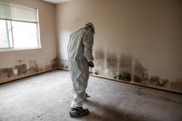 Best Toxic Mold Removal  in Combe, LA