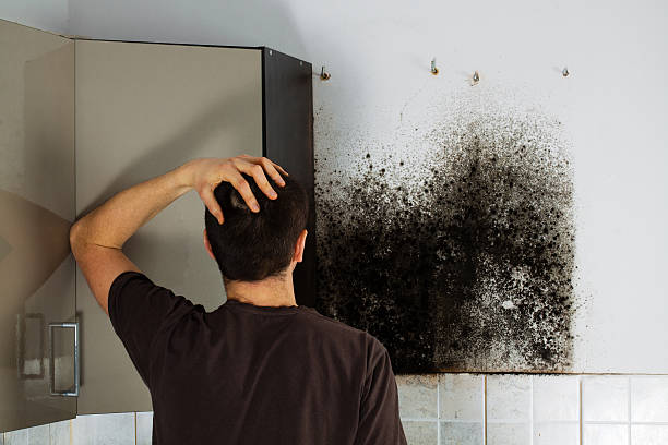 Attic Mold Removal in Lacombe, LA