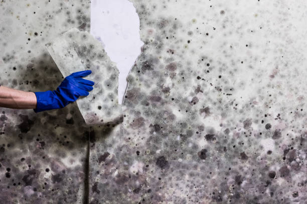 Best Home Mold Removal  in Combe, LA